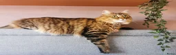 Mixed Breed cats for sale: Loving Maine Coon Mix Needs a New Home - Advert 2