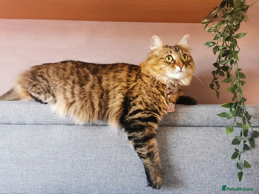 Mixed Breed cats for sale: Loving Maine Coon Mix Needs a New Home - Advert 2