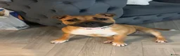 Staffordshire Bull Terrier dogs for sale: Red female staff puppy - Advert 4