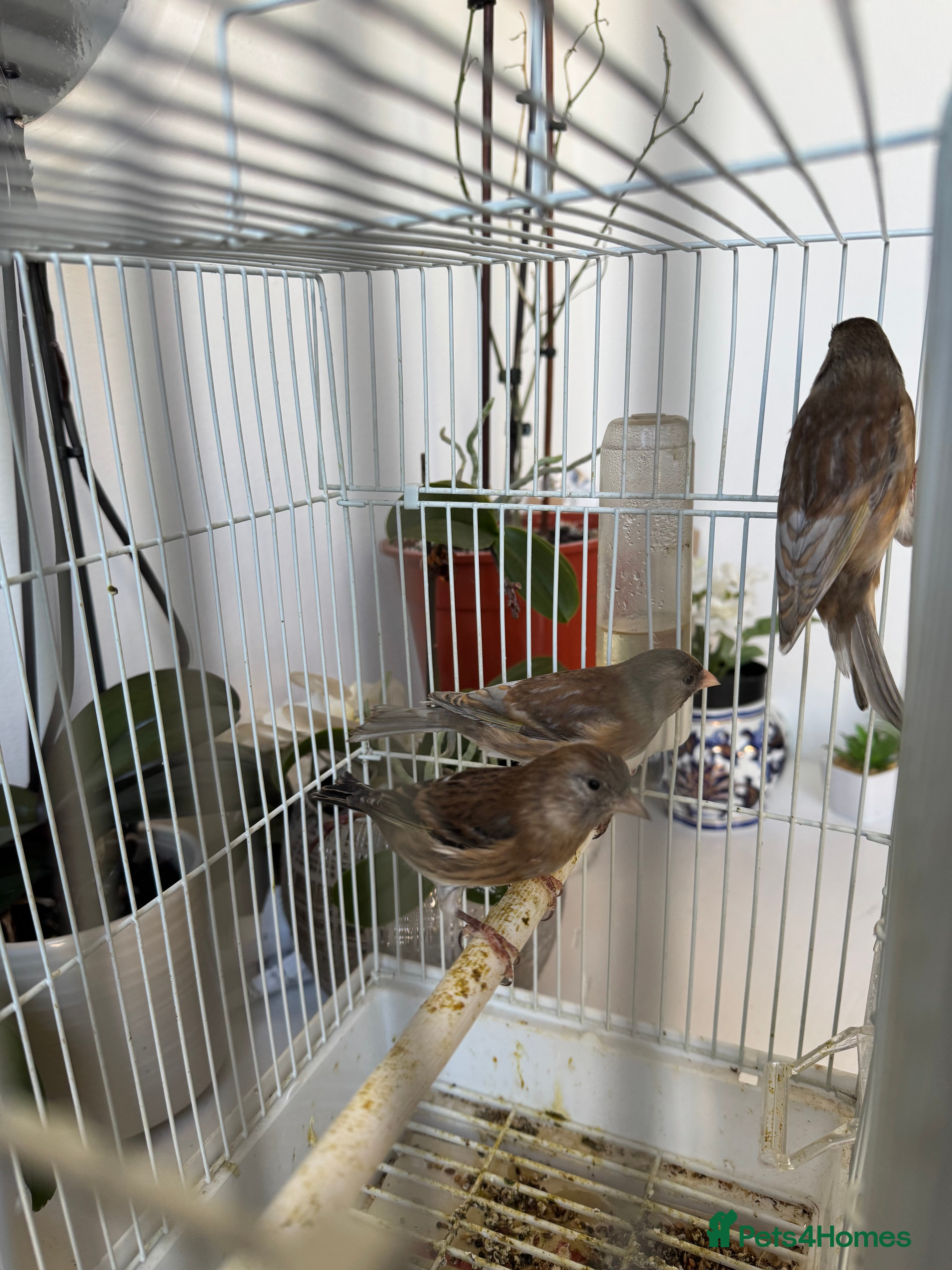 Canaries birds Canary for sale - Advert 2