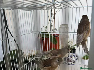 Canaries birds Canary for sale - Advert 2