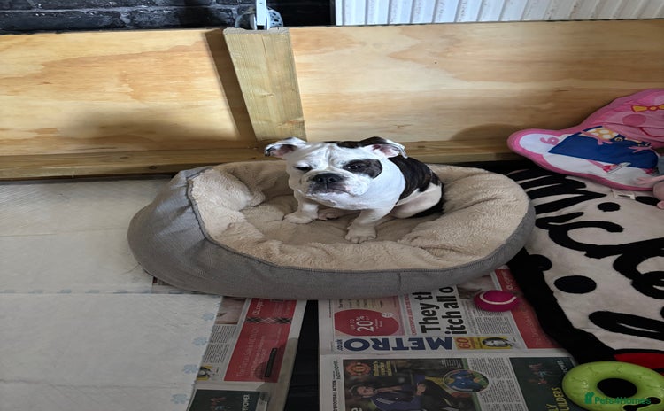 Olde English Bulldogge dogs - Advert 3