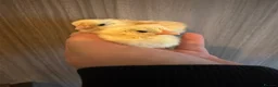 Chickens poultry for sale: Serama hatching eggs  - Advert 4