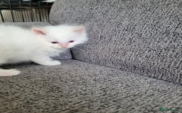 Ragdoll cats for sale: REDUCED Ragdoll kitten ready now - Image 9