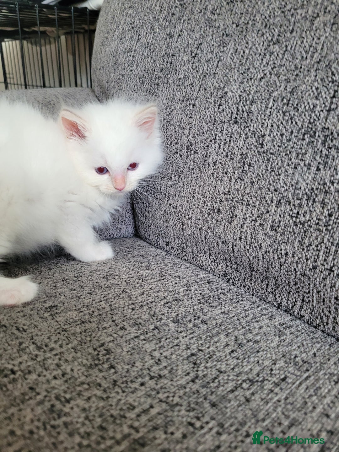 Ragdoll cats for sale: REDUCED Ragdoll kitten ready now - Image 9