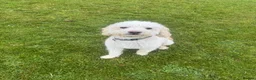 Cavachon dogs for sale: Apricot Cavapoochon - Juno - Advert 7