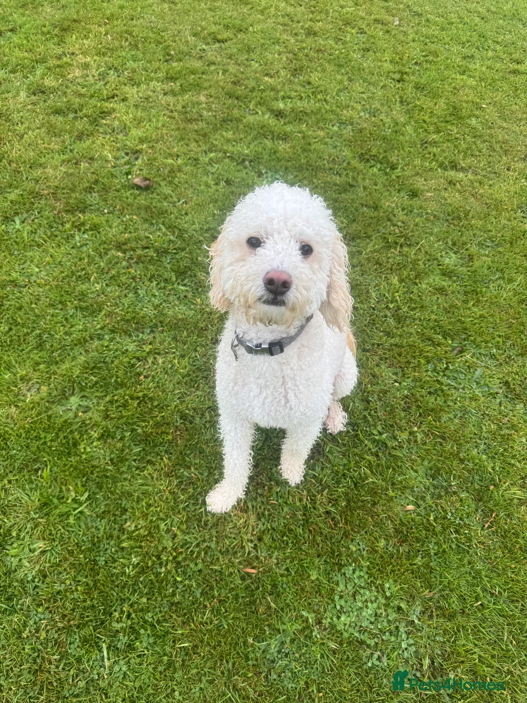 Cavachon dogs for sale: Apricot Cavapoochon - Juno - Advert 7