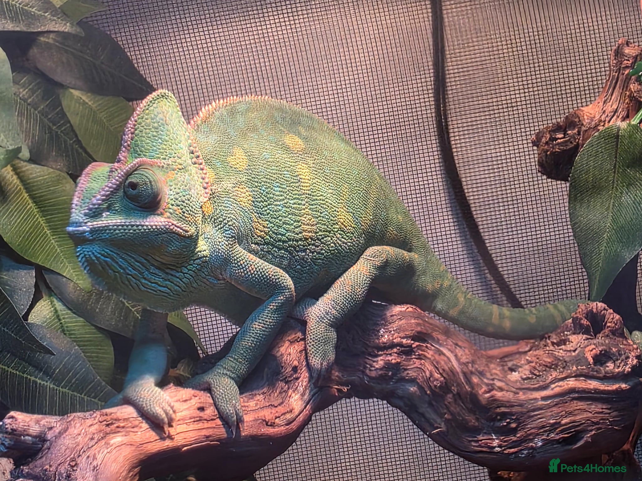 Chameleon reptiles Dutch the chameleon  - Advert 1