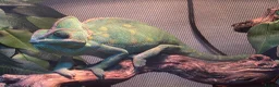 Chameleon reptiles for sale: Dutch the chameleon  - Advert 1