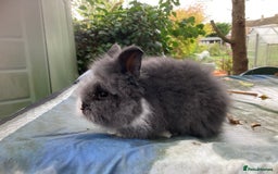 Lionhead rabbits for sale: 9 lionhead babies - Advert 8