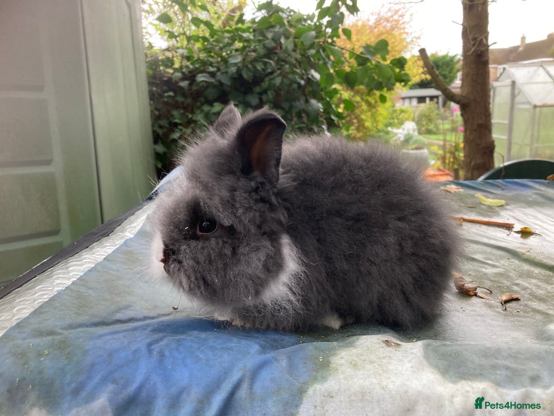 Lionhead rabbits for sale: 9 lionhead babies - Advert 8