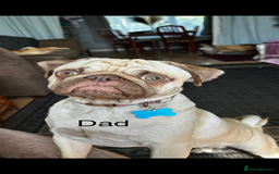 Pug dogs for sale: 2 beautiful pug puppies - Image 3