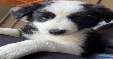 Border Collie dogs - Advert 12