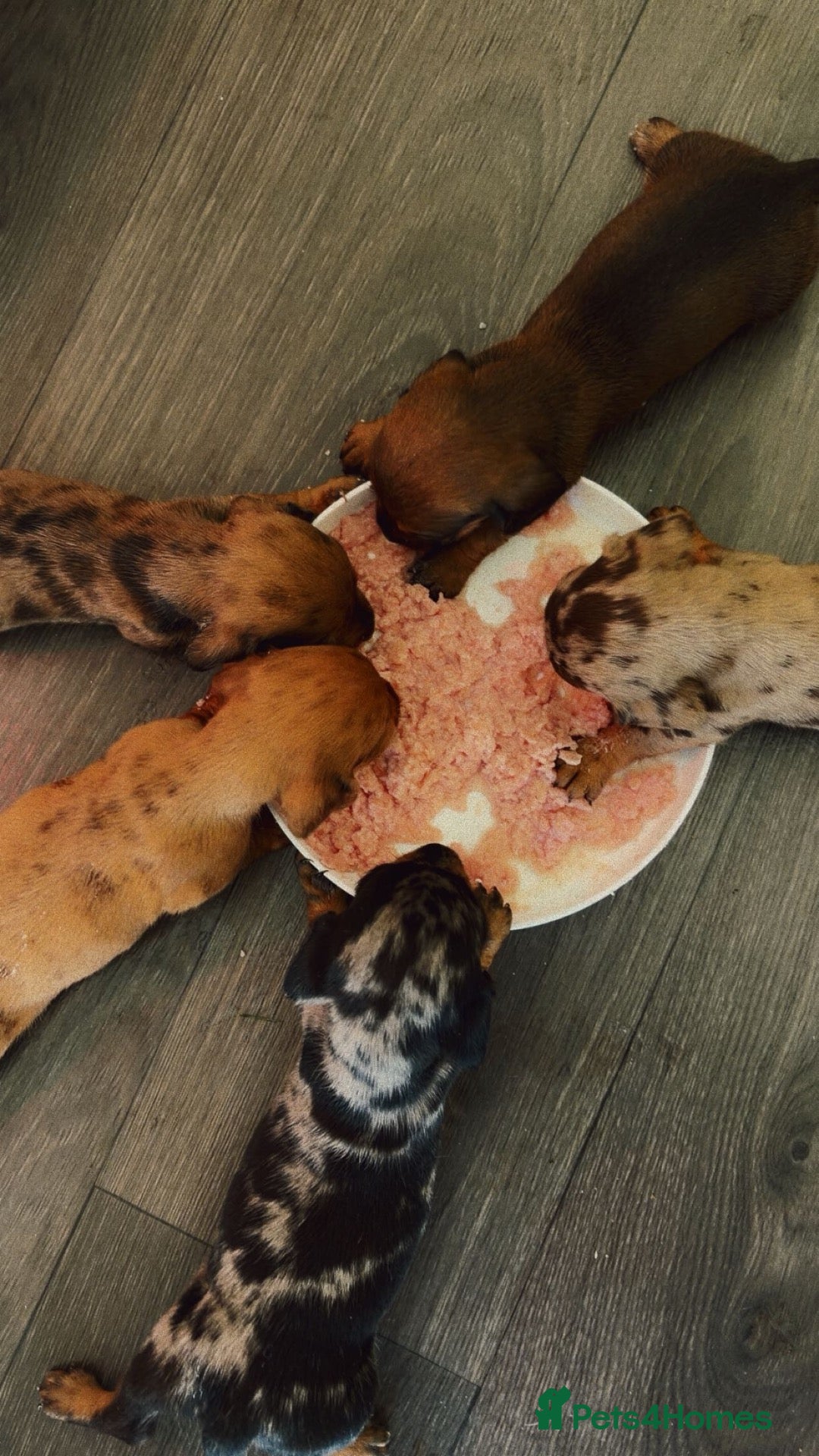 Miniature Dachshund dogs KC miniature dachshund puppies  - Advert 18