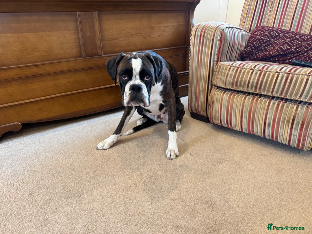 Boxer dogs for sale: KC Registered Spayed Dark Brindle Boxer Bitch in Taunton - Advert 8