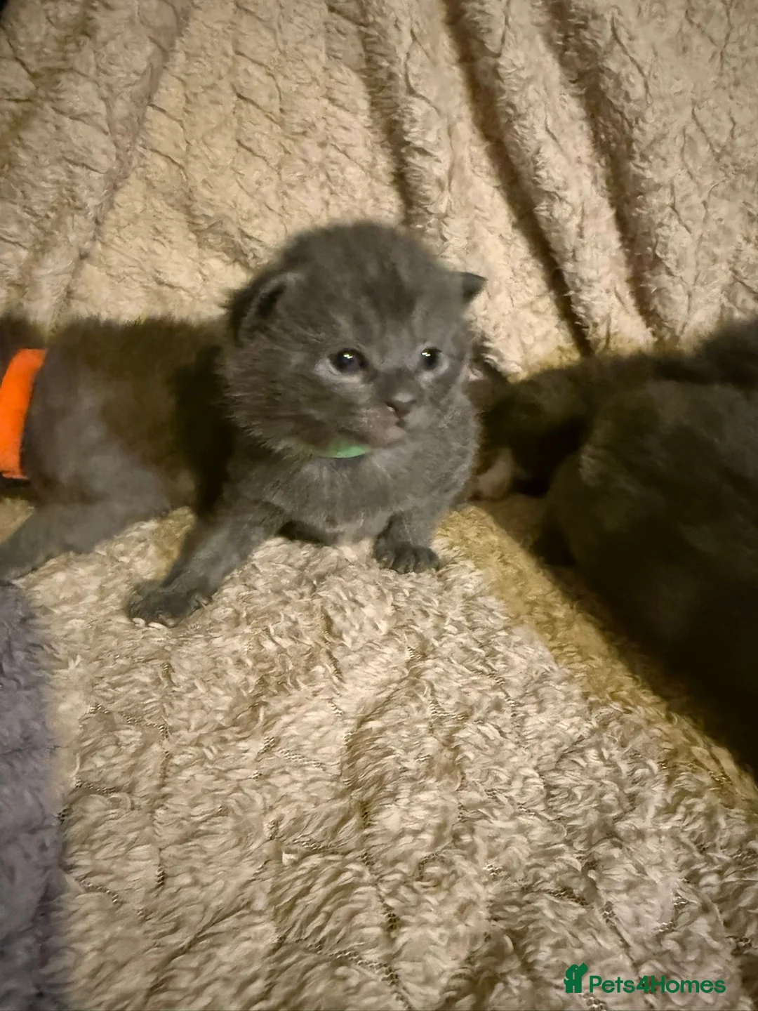 British Shorthair cats for sale: Beautiful British shorthair kittens  - Advert 8