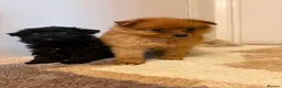 Pomeranian dogs for sale: Pomeranian puppies in Enfield - Advert 6