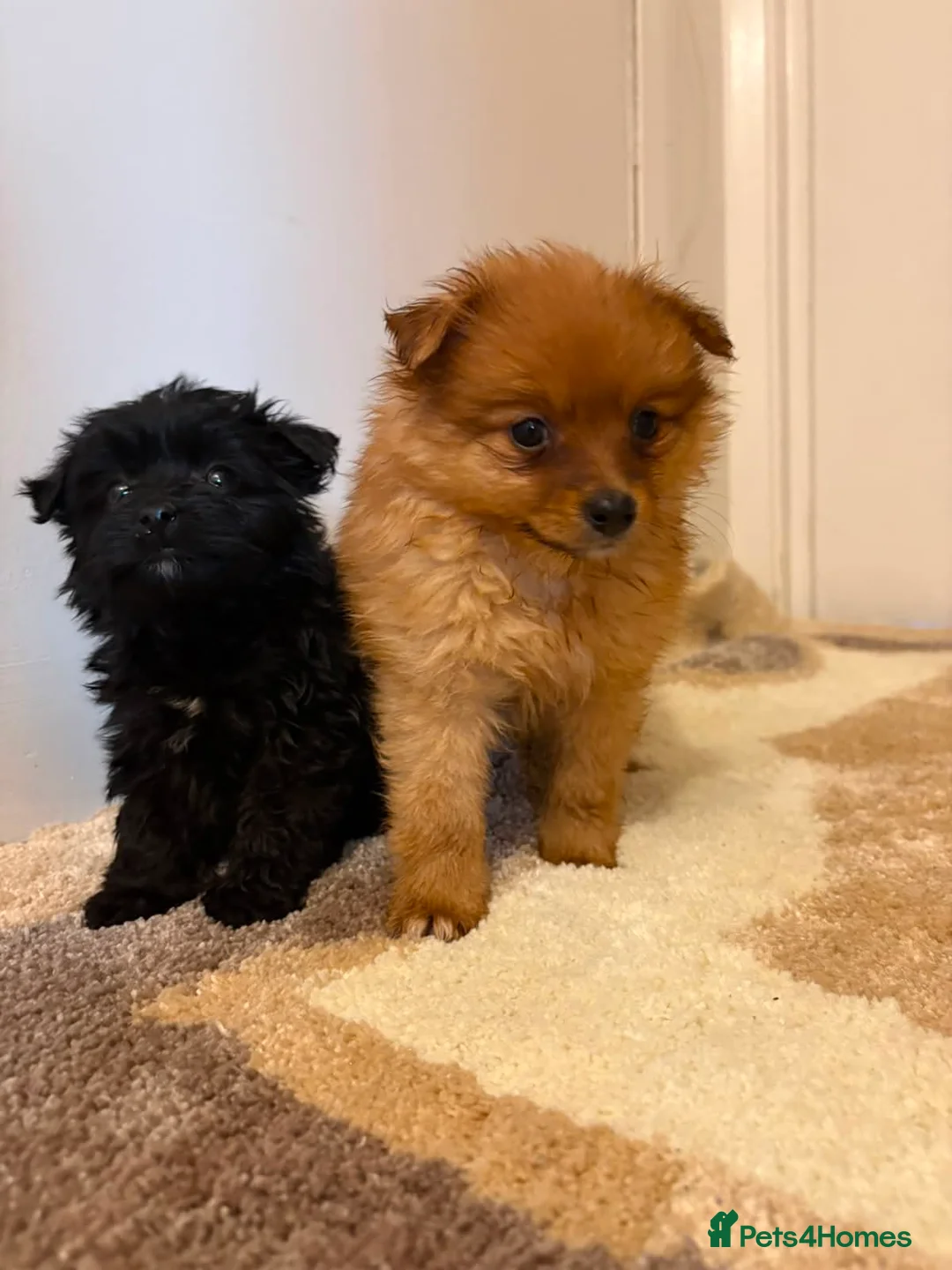 Pomeranian dogs for sale: Pomeranian puppies in Enfield - Advert 6