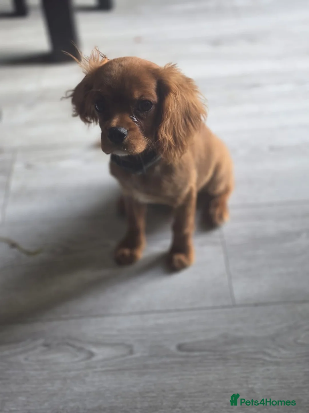 Cavalier King Charles Spaniel dogs for sale: Lovely kc registered male cavalier puppy  - Advert 2