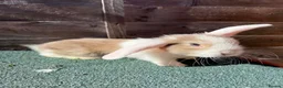 Giant Papillon rabbits for sale: continental giant , minilop , netherland draft - Advert 16