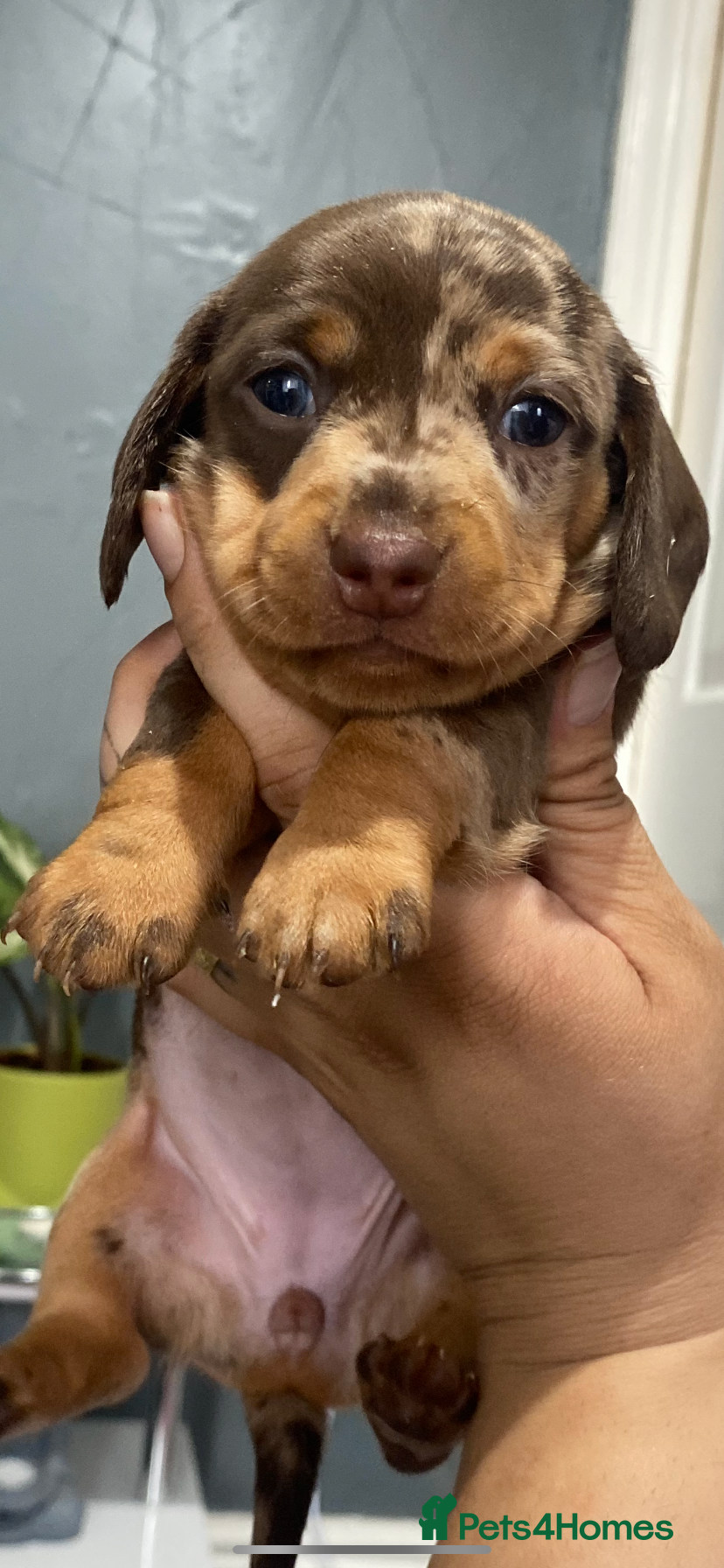 Miniature Dachshund dogs Beautiful smooth haired mini dachshunds😍 - Advert 2