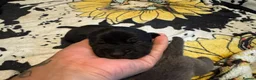 Cane Corso dogs for sale: Strong, Smart & Family-Oriented in Sheffield - Advert 6