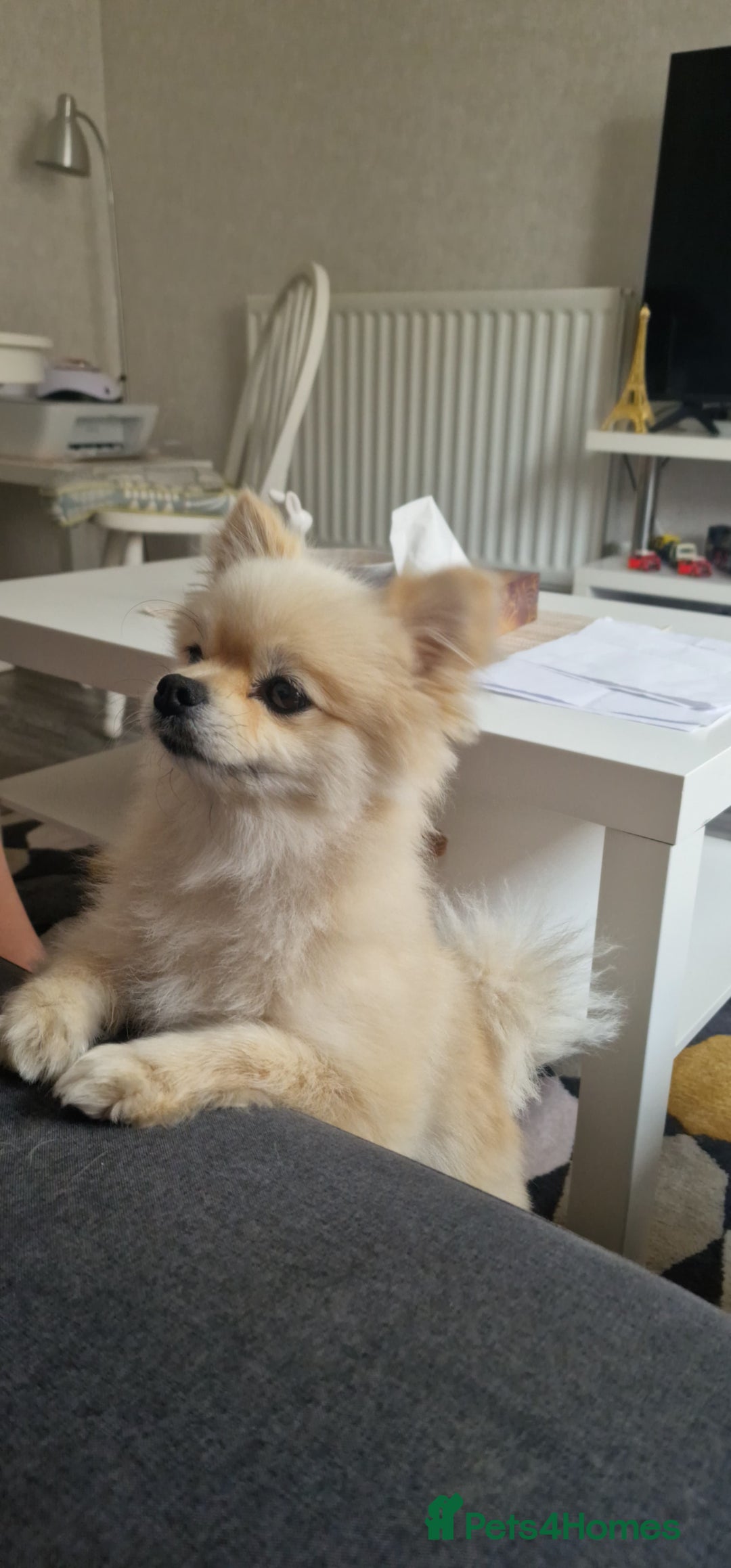 Pomeranian dogs for sale: Female Pomeranian  - Image 4