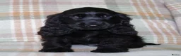 Cocker Spaniel dogs for sale: Beautiful Show Cocker Spaniel Puppies  - Advert 37
