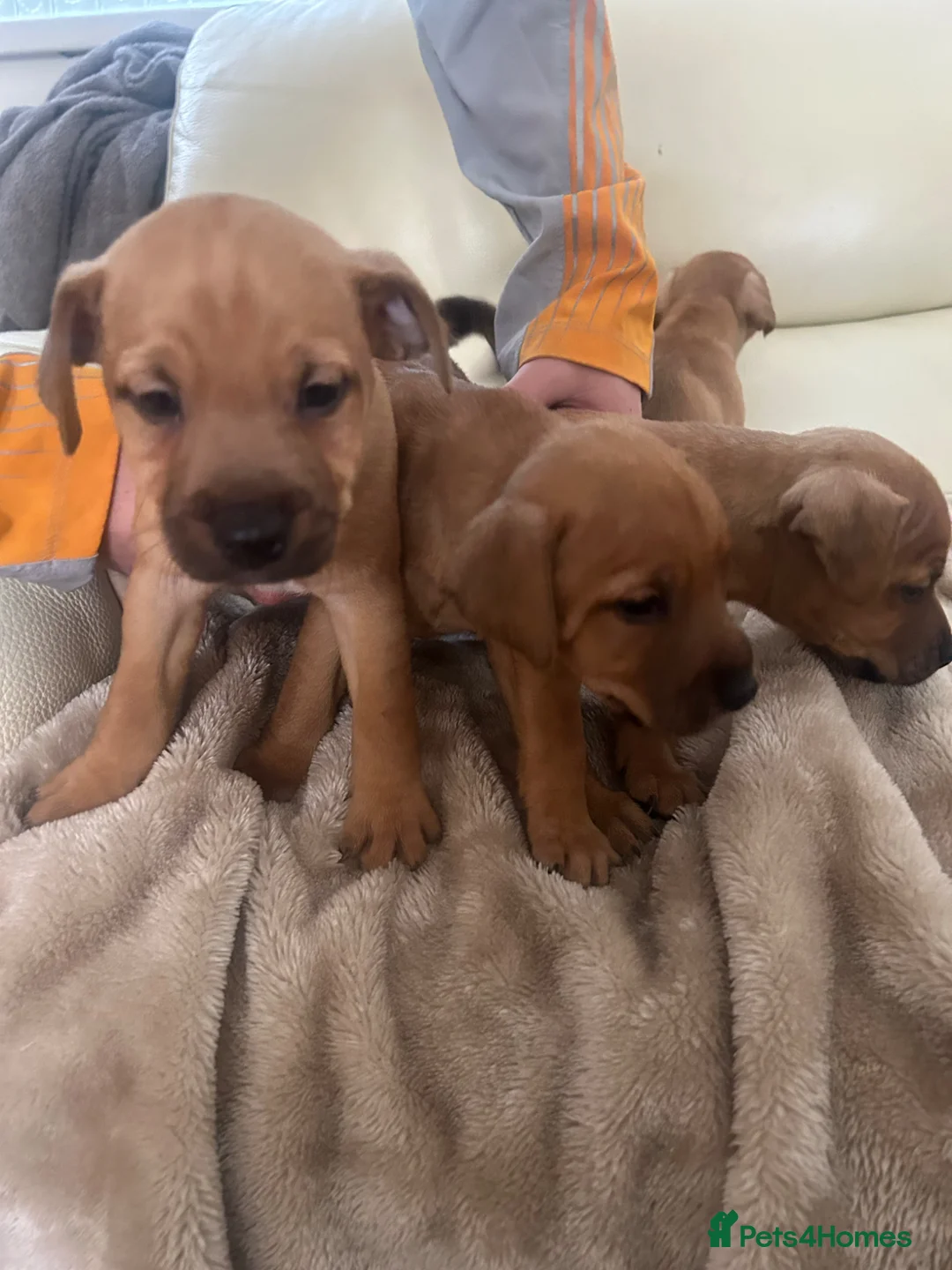 Jack Russell dogs for sale: Jack Russle in Leatherhead - Advert 1