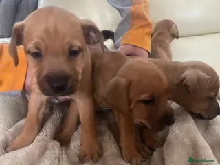 Jack Russell dogs Jack Russle - Advert 1