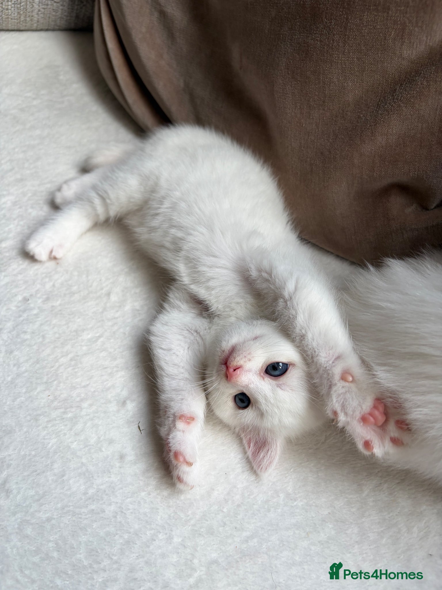 Mixed Breed cats 3 adorable kittens for sale  - Advert 2