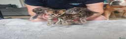Bengal cats for sale: 1 Female Left!! Ready to leave Bengal Mix Kittens - Advert 7