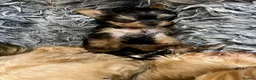Yorkshire Terrier dogs for sale: Miniature Yorkshire terrier puppies  - Advert 5