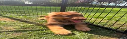 German Shepherd dogs for sale: CHOCOLATE AND TAN LONG COATED GERMAN SHEPARDS  - Advert 7