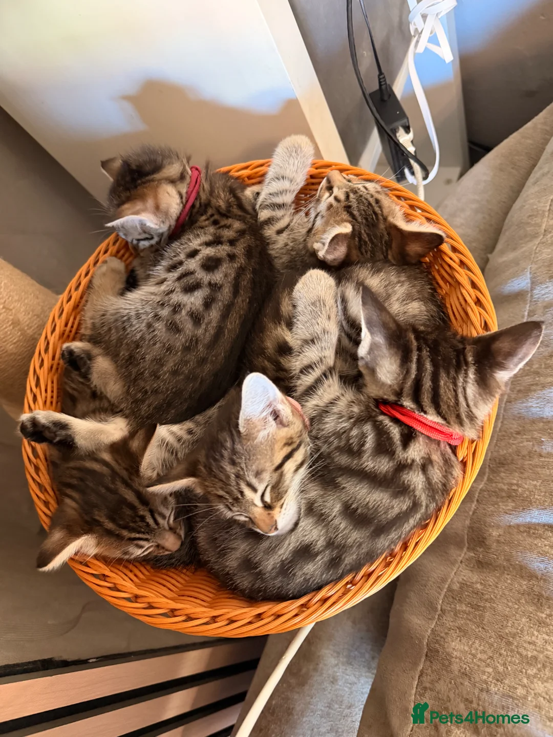 Savannah cats for sale: F4 Savannah Kitten’s African bloodline - Advert 2