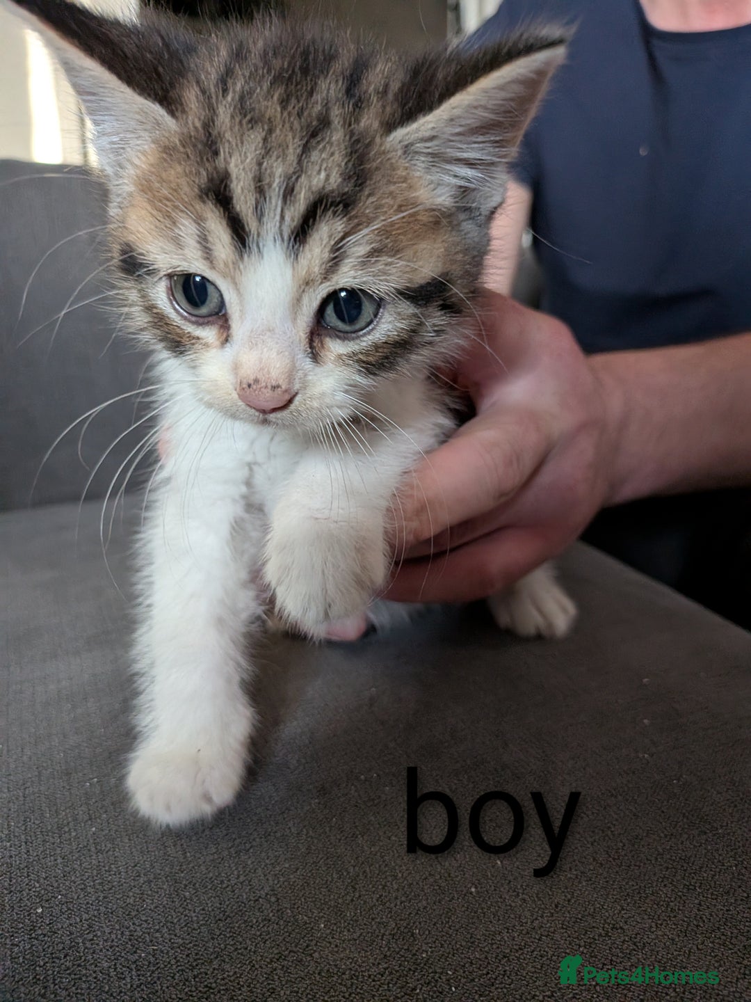 Mixed Breed cats for sale: Kittens needing forever homes  - Image 2