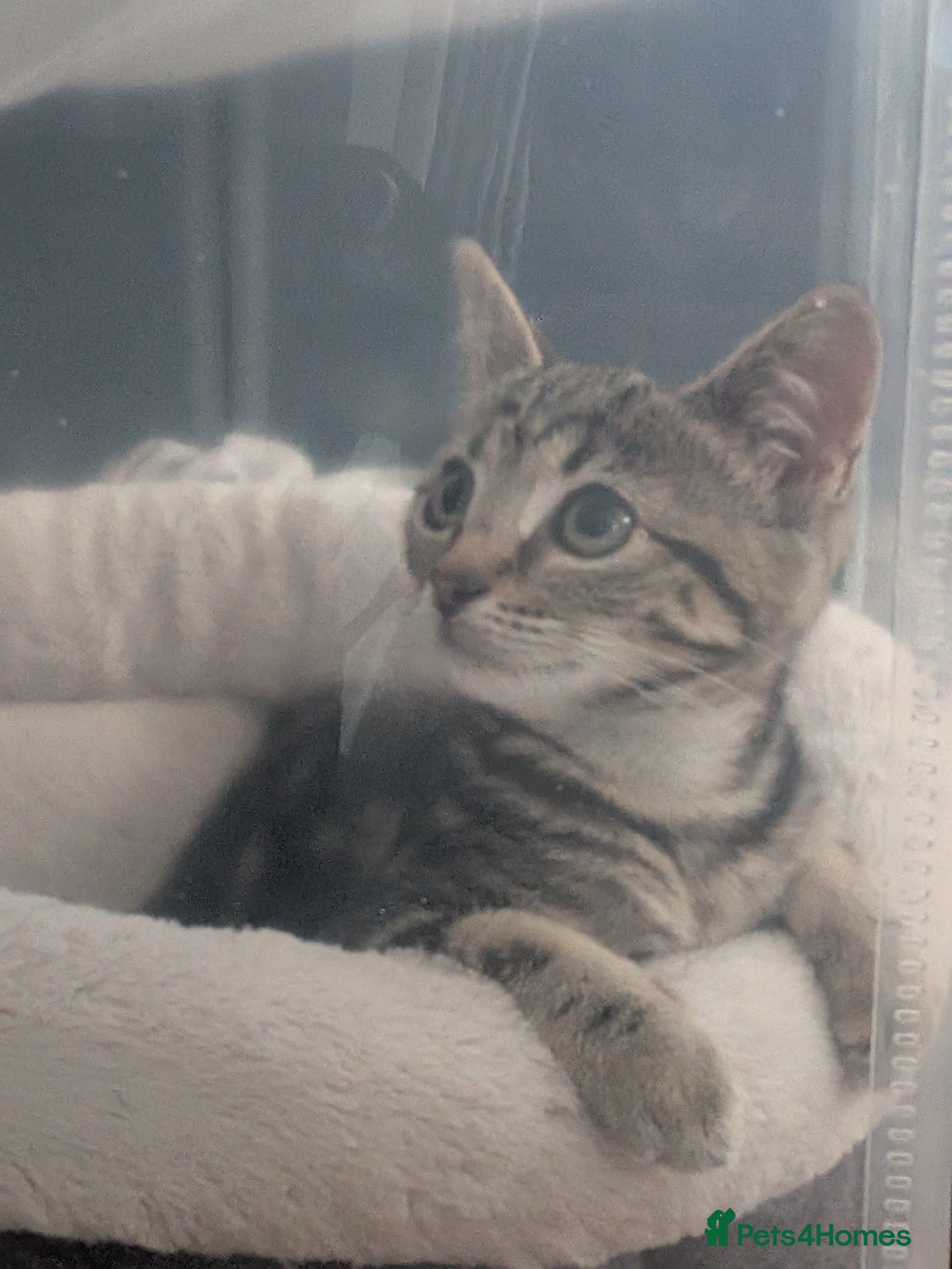 Domestic Shorthair cats Kitten  - Advert 4