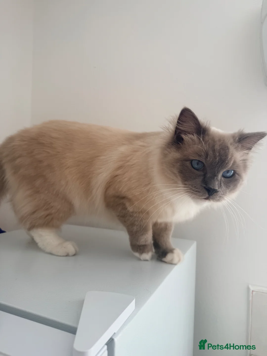 Ragdoll cats for sale: Ragdoll  - Advert 2