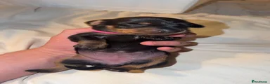 Miniature Dachshund 6