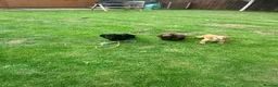 Cocker Spaniel dogs for sale: Amazing cocker spaniels  - Advert 10
