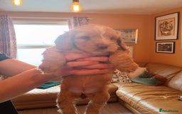 Cockapoo dogs for sale: Beautiful Cockapoo Pups  - Image 10