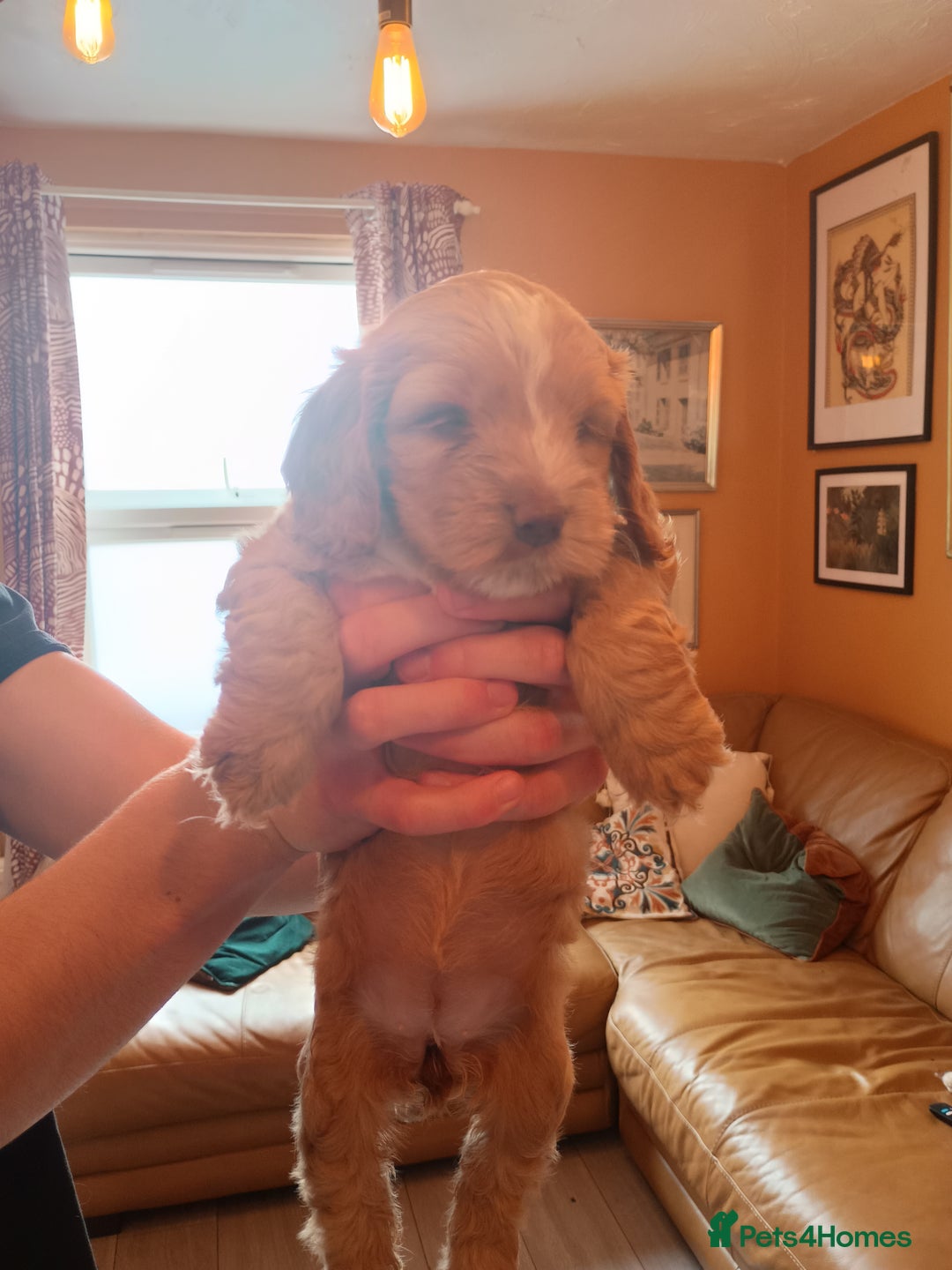 Cockapoo dogs for sale: Beautiful Cockapoo Pups  - Image 10