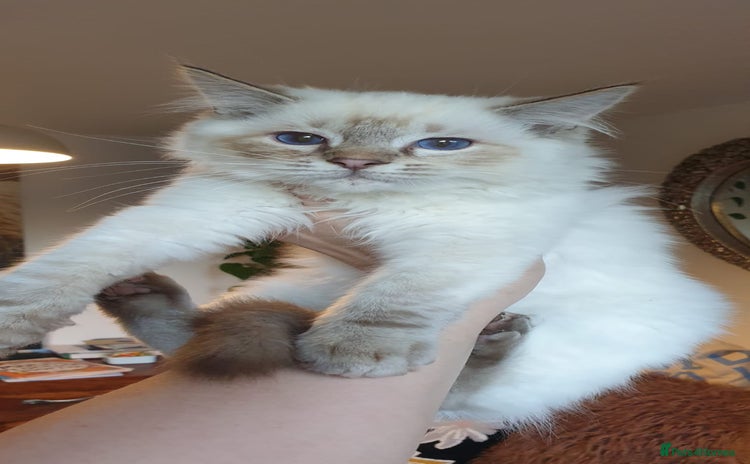 Ragdoll cats - Advert 7