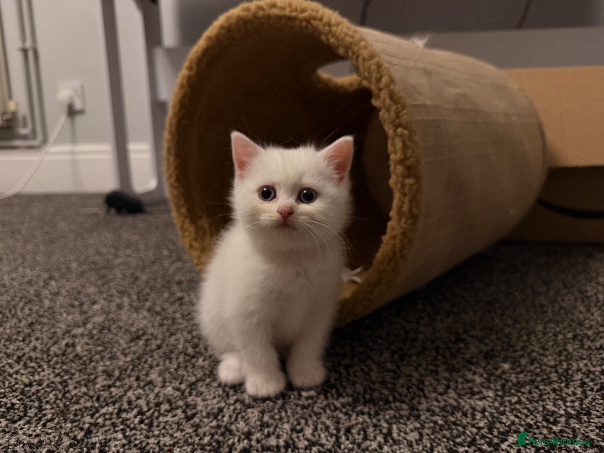 Mixed Breed cats British Shorthair x Longhair kittens - Advert 2