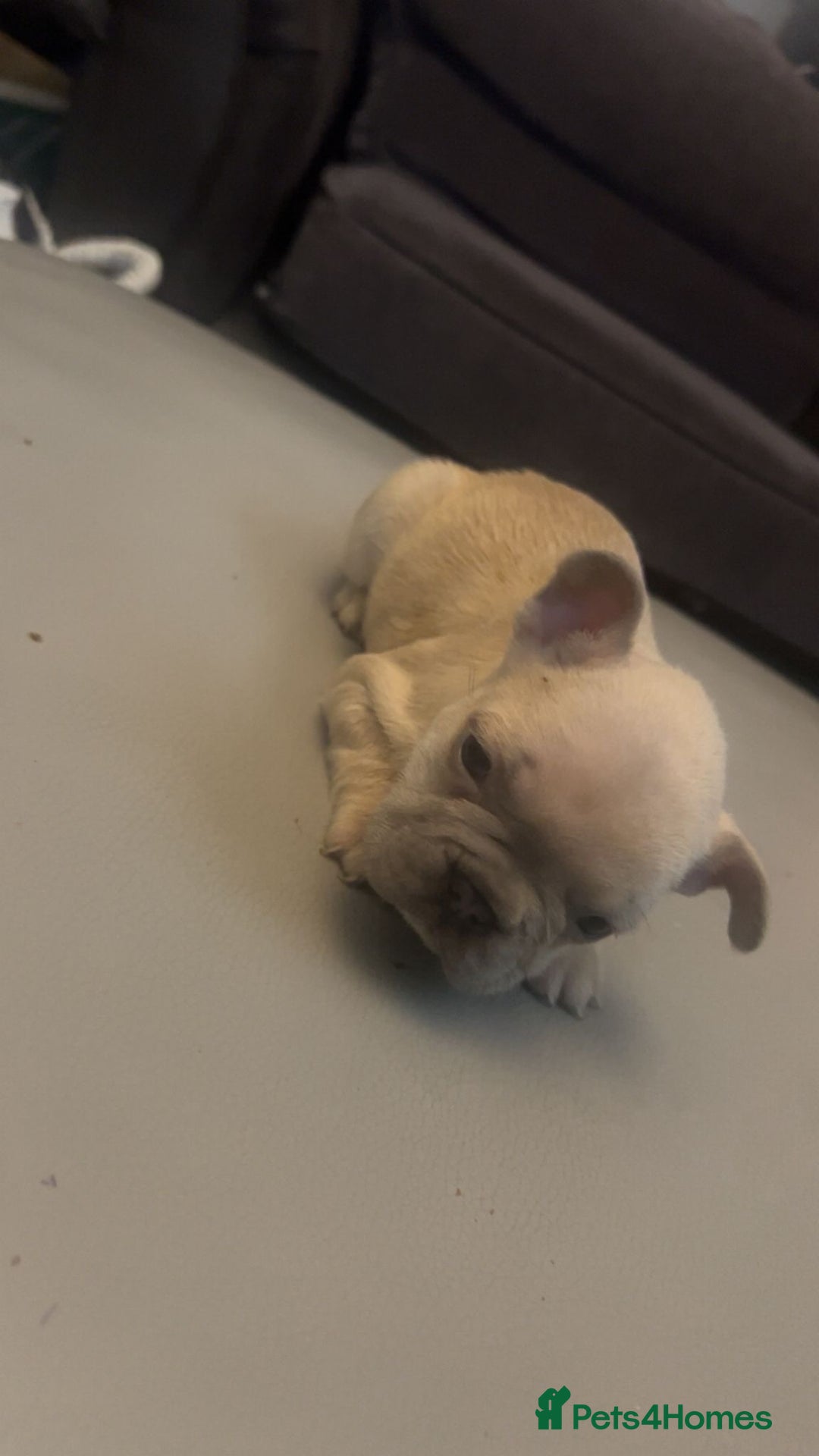 French Bulldog dogs for sale: French bulldogs reduced  ❤️  - Advert 36