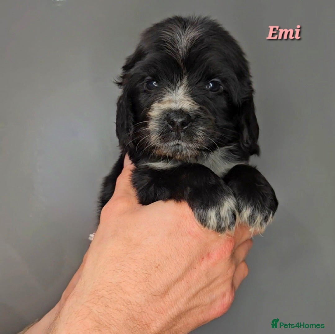 Cocker Spaniel dogs for sale: Exceptional Pedigree Show Type English Cockers  - Image 38