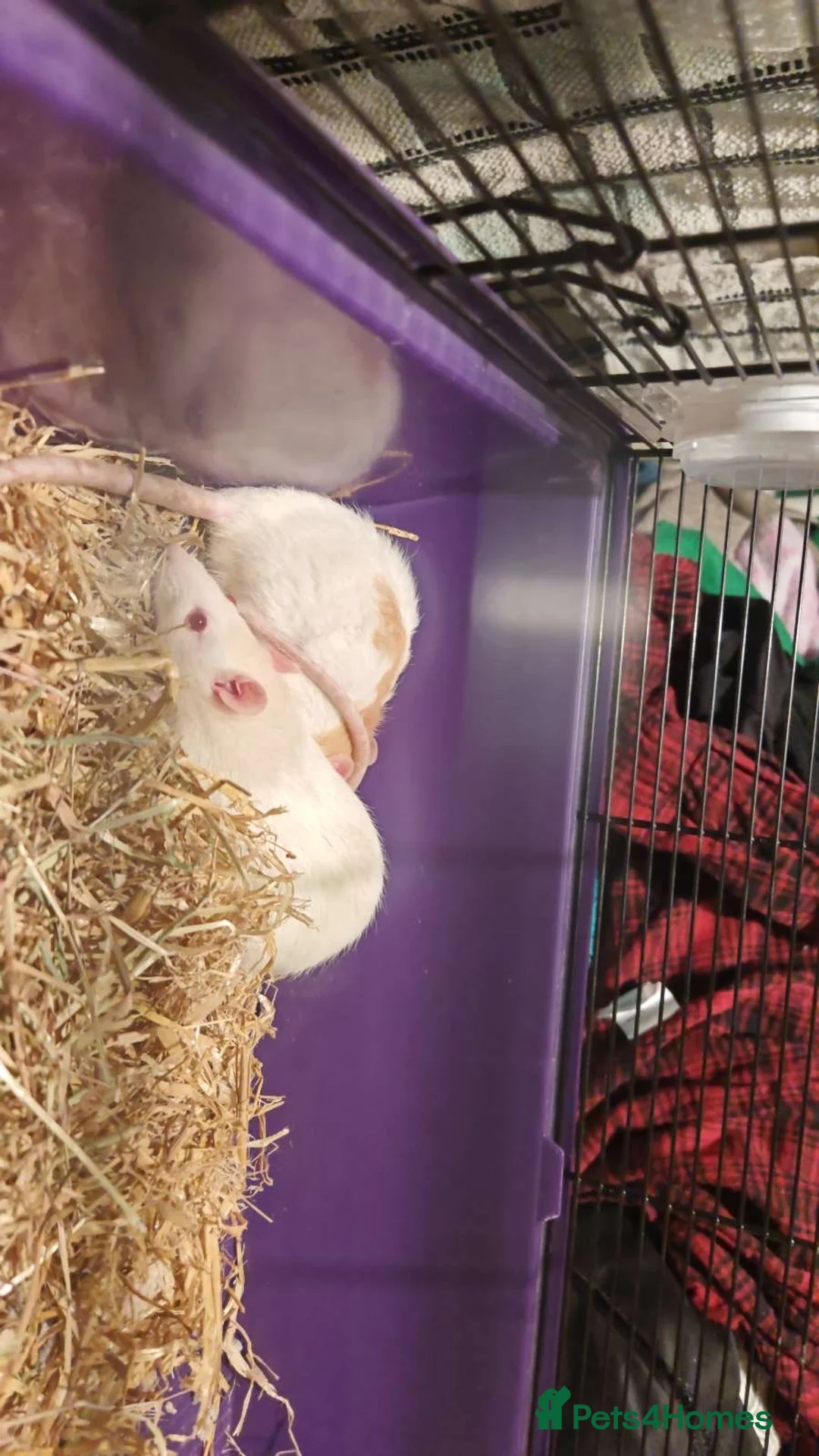 Rat rodents for sale: 2 Female rats (albino genes) - Advert 3