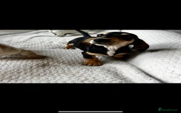 Miniature Dachshund dogs for sale: ♦️Mixed Cream Litter 🐶🌟 - Image 6