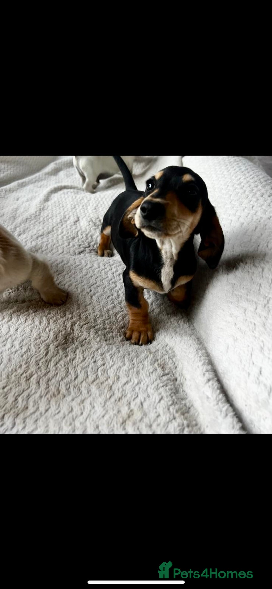 Miniature Dachshund dogs for sale: ♦️Mixed Cream Litter 🐶🌟 - Image 6
