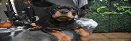 Rottweiler dogs for sale: Champion-Bred Rottweiler Puppies for Loving Homes - Advert 3